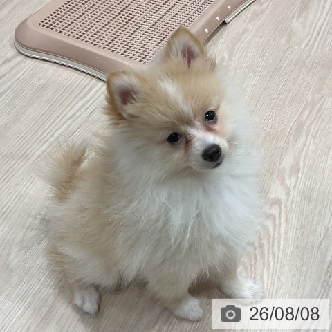 埼玉県のポメラニアン (ペッツワン 新座店/2026年5月14日生まれ/男の子/クリームホワイト)の子犬の4枚目の画像