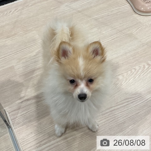 埼玉県のポメラニアン (ペッツワン 新座店/2026年5月14日生まれ/男の子/クリームホワイト)の子犬の3枚目の画像