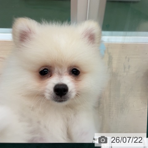 埼玉県のポメラニアン (ペットプラス 上尾店/2026年5月14日生まれ/男の子/クリーム)の子犬の4枚目の画像