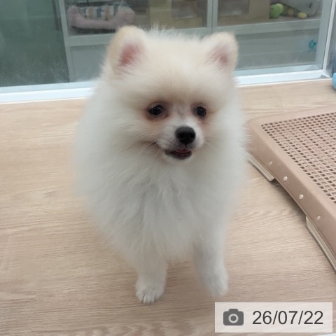 埼玉県のポメラニアン (ペットプラス 上尾店/2026年5月14日生まれ/男の子/クリーム)の子犬の3枚目の画像