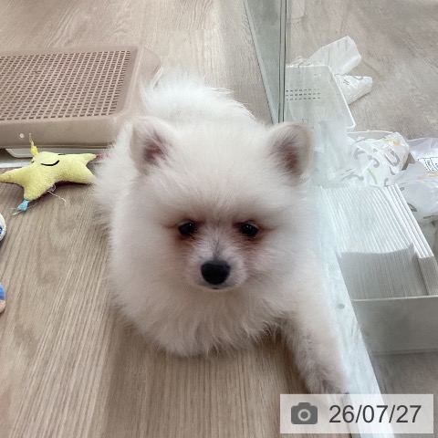 埼玉県のポメラニアン (ペットプラス 八潮店/2026年5月14日生まれ/男の子/クリーム)の子犬の3枚目の画像
