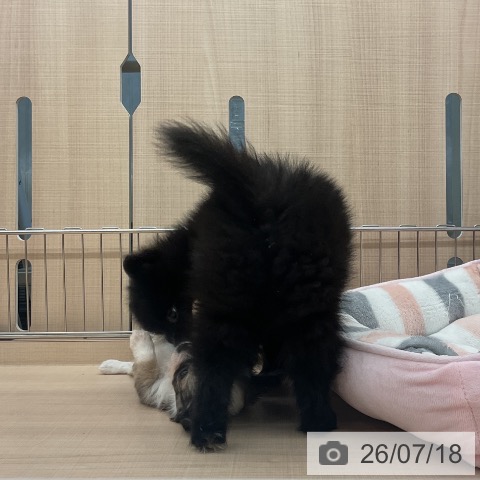ポメラニアンの写真