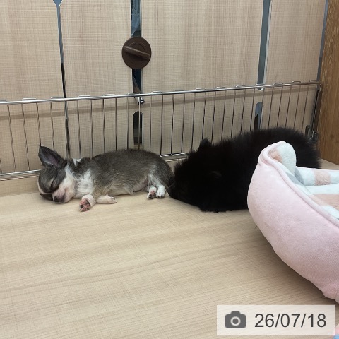 ポメラニアンの写真