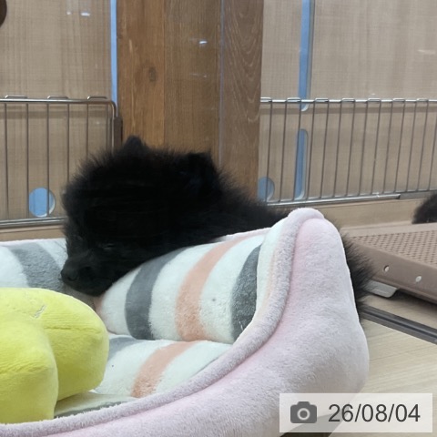 埼玉県のポメラニアン (ペッツワン 浦和美園店/2026年5月14日生まれ/女の子/ブラックホワイト)の子犬の3枚目の画像
