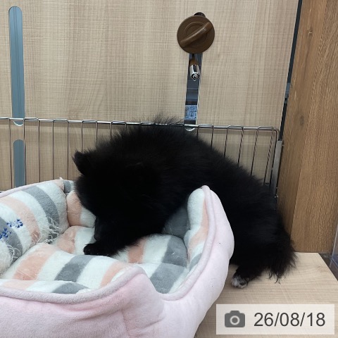 埼玉県のポメラニアン (ペッツワン 浦和美園店/2026年5月14日生まれ/女の子/ブラックホワイト)の子犬の3枚目の画像