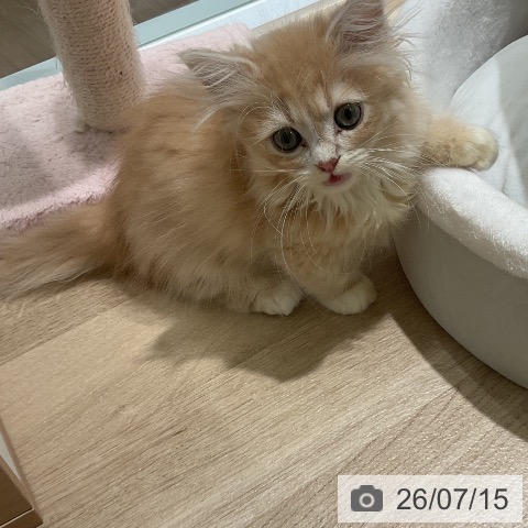 三重県のミヌエット (ペットプラス 鈴鹿店/2026年4月30日生まれ/男の子/クリームタビー)の子猫の4枚目の画像