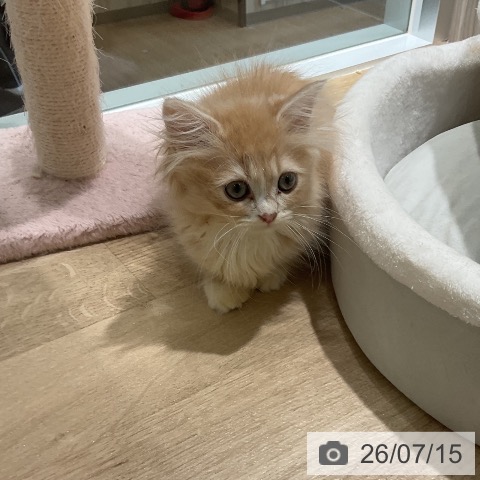 三重県のミヌエット (ペットプラス 鈴鹿店/2026年4月30日生まれ/男の子/クリームタビー)の子猫の3枚目の画像