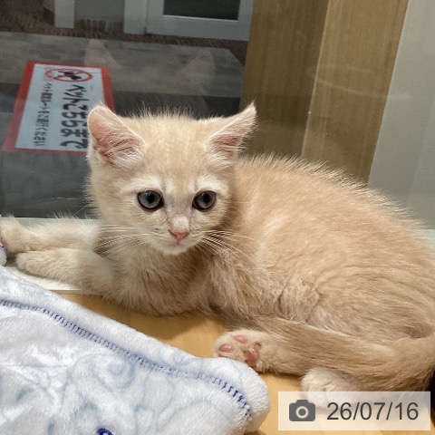 石川県のマンチカン (ペットプラス 新小松店/2026年5月8日生まれ/男の子/クリームタビー)の子猫の3枚目の画像