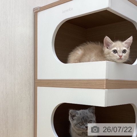 石川県のマンチカン (ペットプラス 新小松店/2026年5月8日生まれ/男の子/クリームタビー)の子猫の4枚目の画像