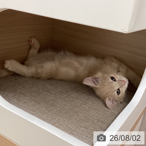 富山県のマンチカン (ペットプラス となみ店/2026年5月8日生まれ/男の子/クリームタビー)の子猫の4枚目の画像