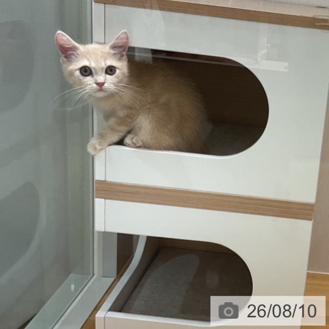富山県のマンチカン (ペットプラス となみ店/2026年5月8日生まれ/男の子/クリームタビー)の子猫の3枚目の画像