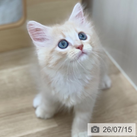マンチカンの写真