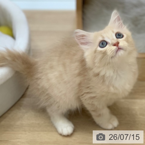 マンチカンの写真