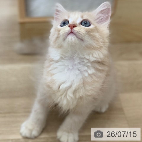 マンチカンの写真