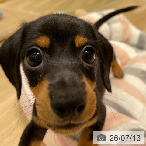 ミニチュア・ダックスフンドの写真