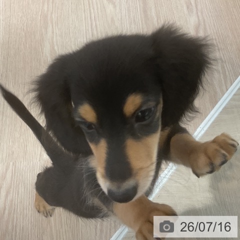 ミニチュア・ダックスフンドの写真