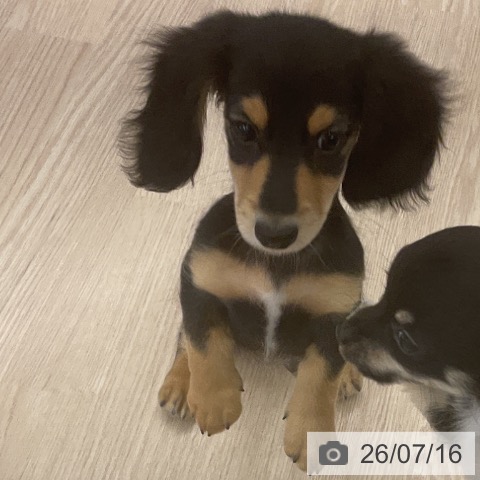 ミニチュア・ダックスフンドの写真