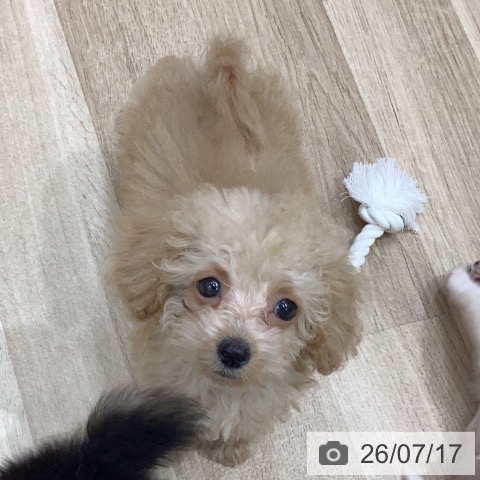 岐阜県のトイプードル(トイ) (ペットプラス 各務原店/2026年5月10日生まれ/男の子/オレンジフォーン)の子犬の3枚目の画像