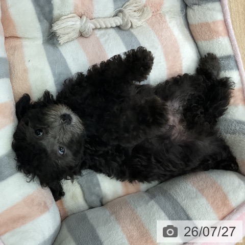 愛知県のトイプードル(トイ) (ペットプラス mozoワンダーシティ店/2026年5月14日生まれ/女の子/シルバー)の子犬の4枚目の画像