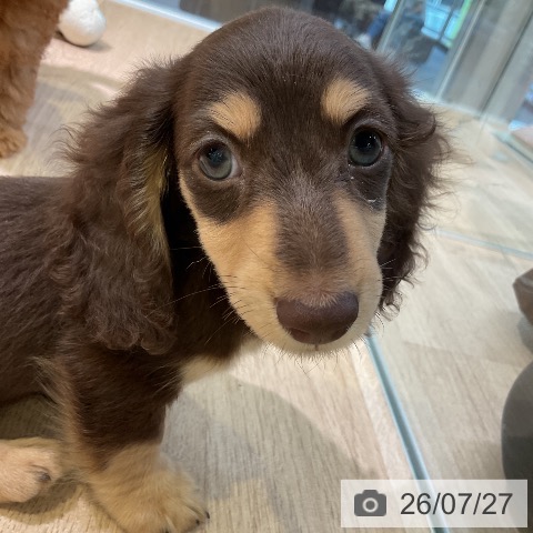 愛知県のミニチュアダックスフンド(ロング) (ペットプラス 岡崎店/2026年5月10日生まれ/男の子/チョコレートイエロー)の子犬の3枚目の画像