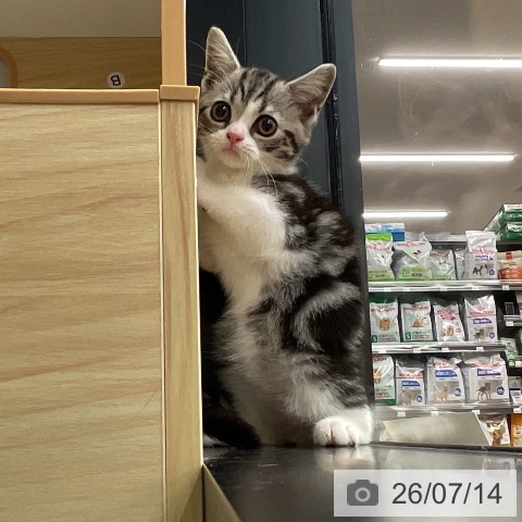 スコティッシュフォールドの写真