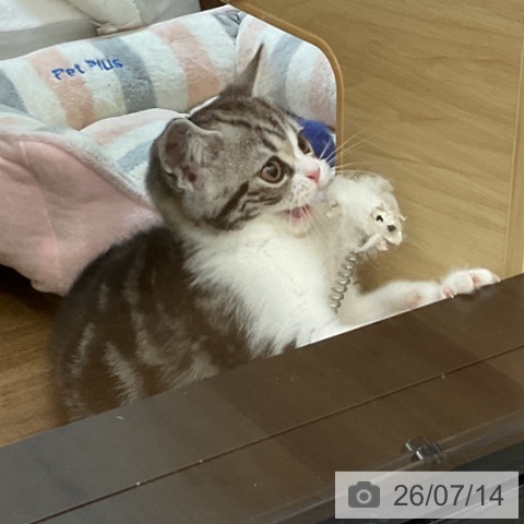 スコティッシュフォールドの写真