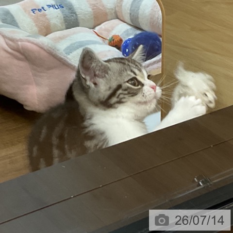 スコティッシュフォールドの写真