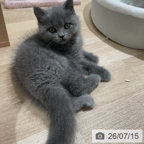 三重県のブリティッシュショートヘアー (ペットプラス 鈴鹿店/2026年5月9日生まれ/女の子/ブルー)の子猫の4枚目の画像