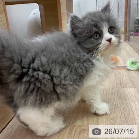愛知県のブリティッシュショートヘアー (ペットプラス 岡崎店/2026年5月9日生まれ/女の子/ブルーホワイト)の子猫の3枚目の画像