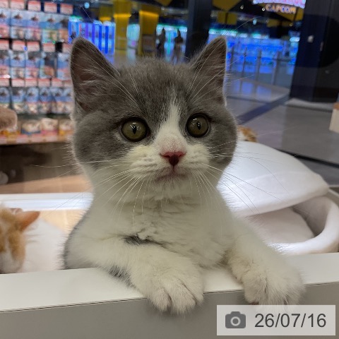 愛知県のブリティッシュショートヘアー (ペットプラス イオンモール豊川店/2026年5月9日生まれ/男の子/ブルーホワイト)の子猫の4枚目の画像