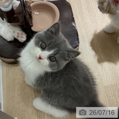 愛知県のブリティッシュショートヘアー (ペットプラス イオンモール豊川店/2026年5月9日生まれ/男の子/ブルーホワイト)の子猫の3枚目の画像