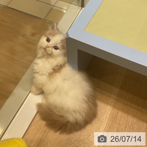 ミヌエットの写真