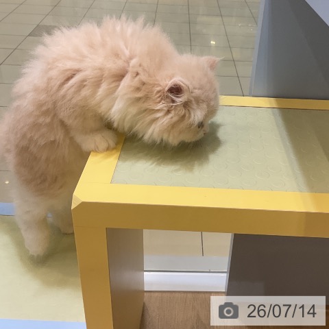 ラガマフィンの写真