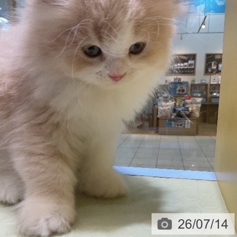 ラガマフィンの写真