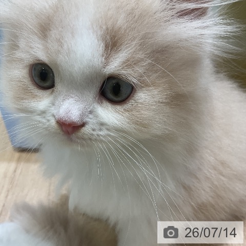 ラガマフィンの写真