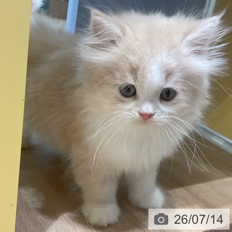 ラガマフィンの写真