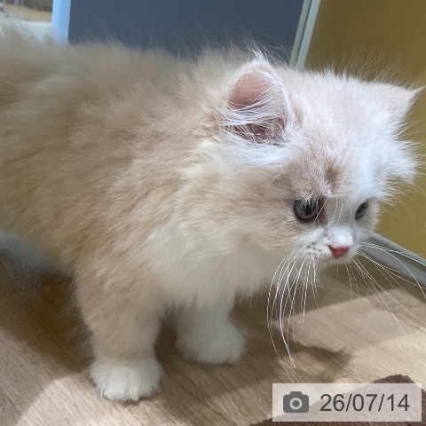 ラガマフィンの写真