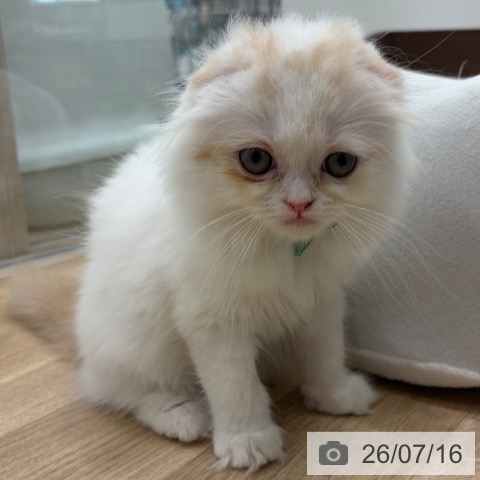 大阪府のスコティッシュフォールド (ペットプラス イオン大日店/2026年5月2日生まれ/男の子/クリームタビーホワイト)の子猫の4枚目の画像