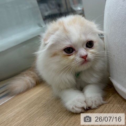 大阪府のスコティッシュフォールド (ペットプラス イオン大日店/2026年5月2日生まれ/男の子/クリームタビーホワイト)の子猫の3枚目の画像