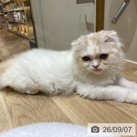 スコティッシュフォールドの写真