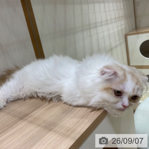 スコティッシュフォールドの写真