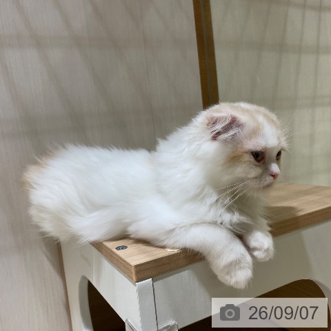 スコティッシュフォールドの写真