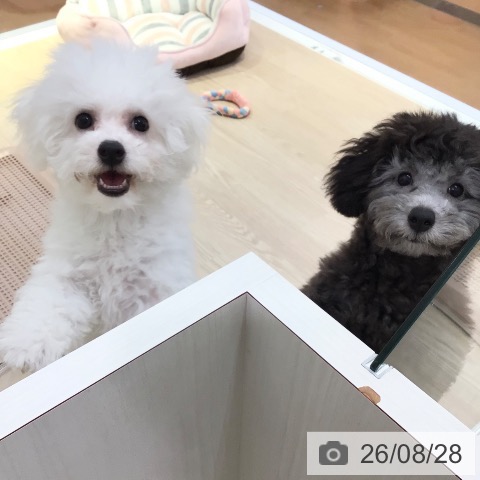 ビション・フリーゼの写真
