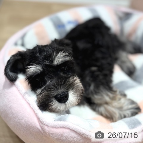 大阪府のミニチュアシュナウザー (ペットプラス イオン大日店/2026年5月12日生まれ/男の子/ブラックシルバー)の子犬の3枚目の画像