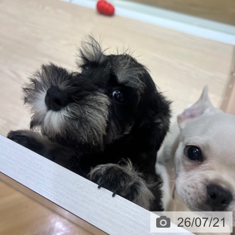 ミニチュア・シュナウザーの写真