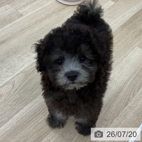 愛知県のトイプードル(トイ) (ペットプラス みなと店/2026年5月6日生まれ/男の子/シルバー)の子犬の4枚目の画像