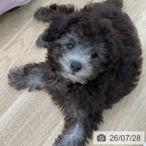 愛知県のトイプードル(トイ) (ペットプラス みなと店/2026年5月6日生まれ/男の子/シルバー)の子犬の3枚目の画像