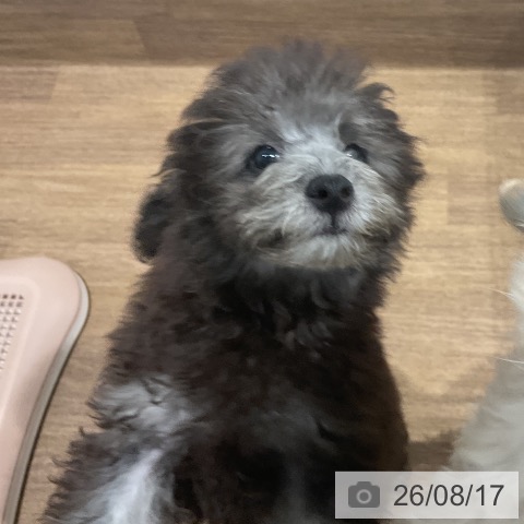 愛知県のトイプードル(トイ) (ペッツワン 東海店/2026年5月6日生まれ/男の子/シルバー)の子犬の4枚目の画像