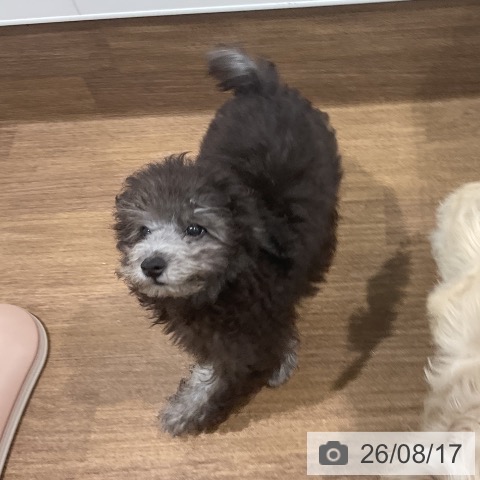 愛知県のトイプードル(トイ) (ペッツワン 東海店/2026年5月6日生まれ/男の子/シルバー)の子犬の3枚目の画像