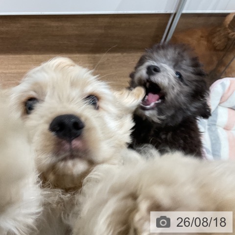 愛知県のトイプードル(トイ) (ペッツワン 東海店/2026年5月6日生まれ/男の子/シルバー)の子犬の4枚目の画像